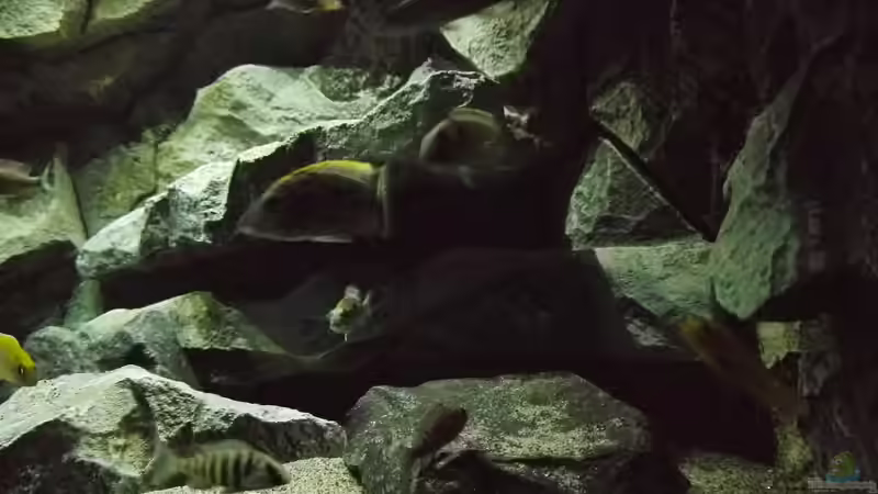 Aquarium Becken 29067 von Sven (2)