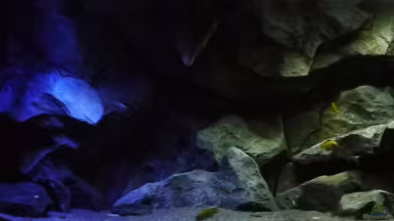 Aquarium Becken 29067 von Sven (9)