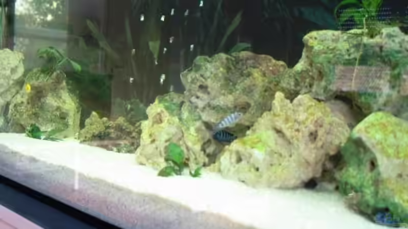 Aquarium Becken 2912 von Peter Kretschmer (2)