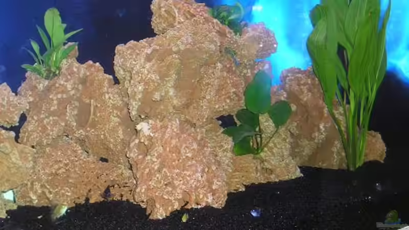 Aquarium Becken 2915 von Andrea + Marc Müller (2)