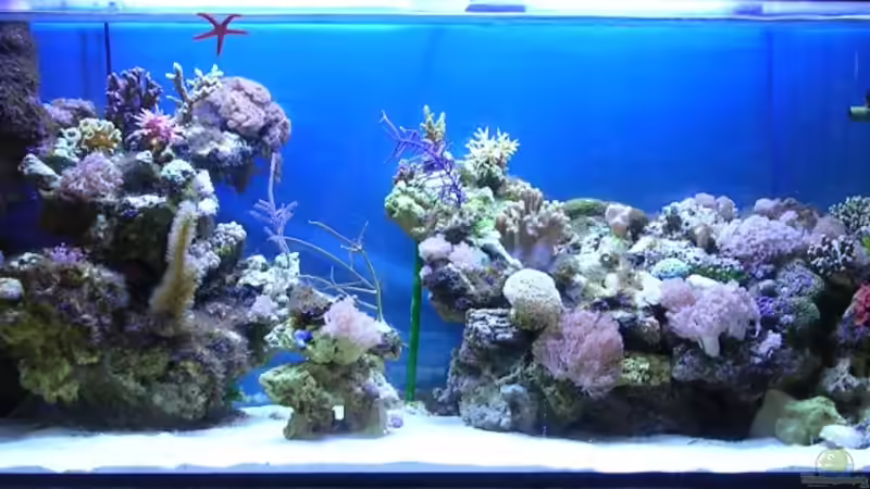 Aquarium Becken 2918 von Felix Pahs (3)