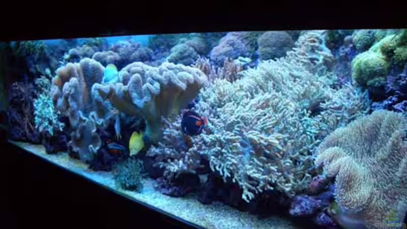 Aquarium Becken 2922 von Andreas Grycko (2) (3)