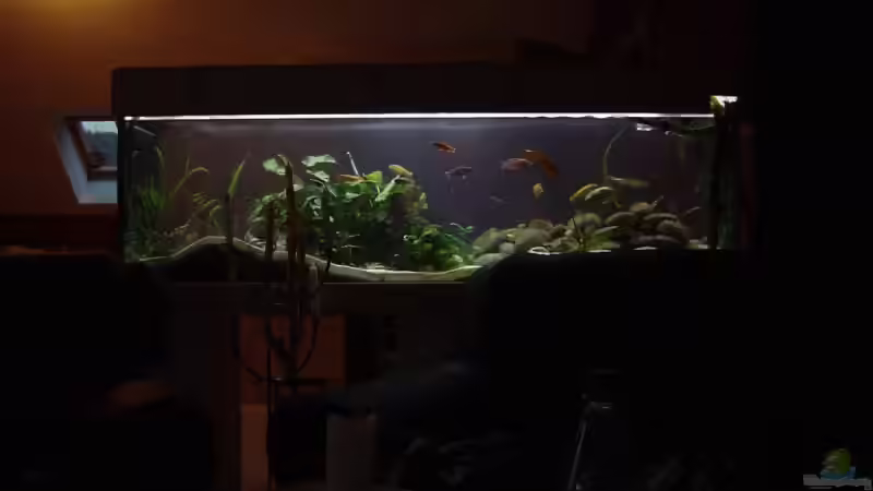 Aquarium Becken 2924 von Jochen Horn (4)