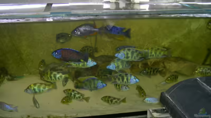 Aquarium Becken 2930 von Sascha Kersting (2)