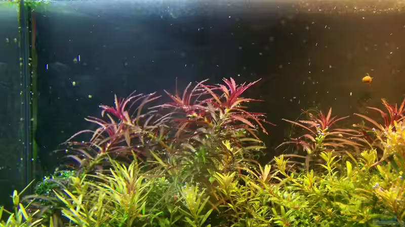 Aquarium Becken 2932 von Christian Wolf (2)