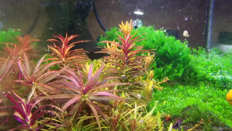 Aquarium Becken 2932 von Christian Wolf (3)