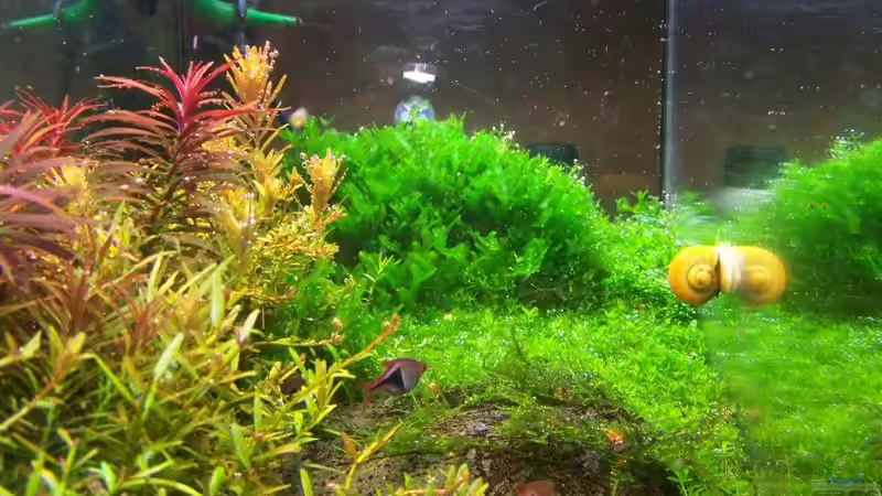 Aquarium Becken 2932 von Christian Wolf (4)