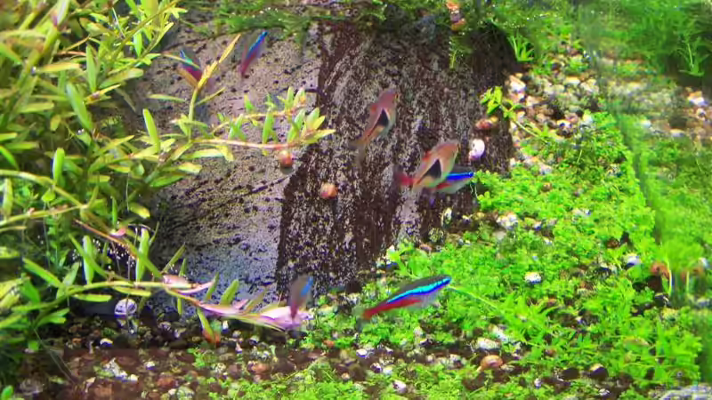 Aquarium Becken 2932 von Christian Wolf (5)