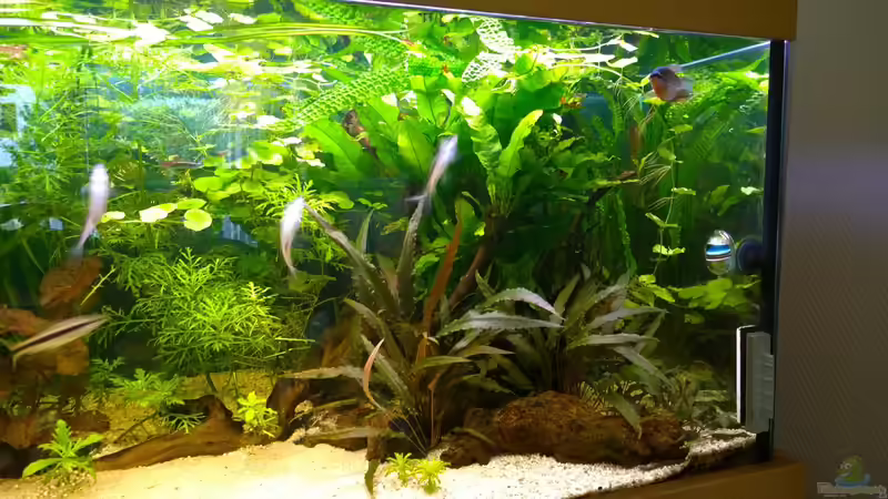 Aquarium Becken 29347 von Hans-Walter Bandt (11)