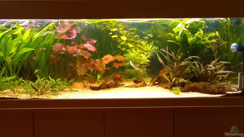 Aquarium Becken 29347 von Hans-Walter Bandt (12)