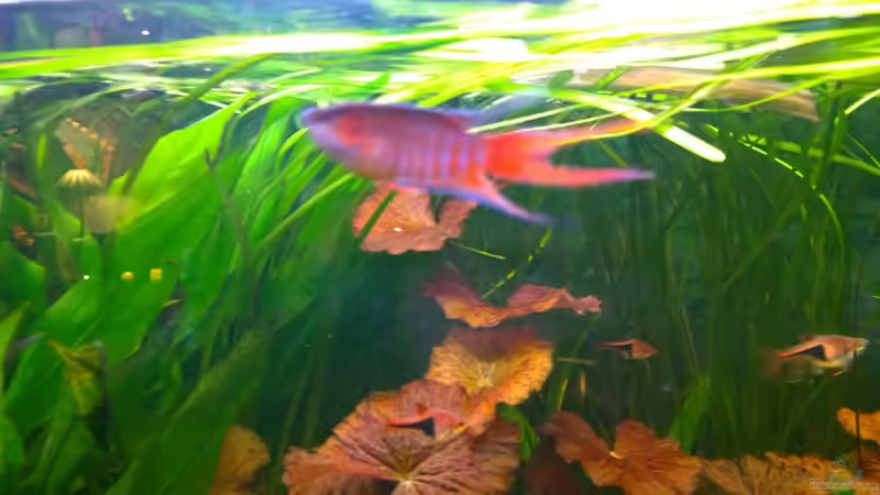 Aquarium Becken 29347 von Hans-Walter Bandt (13)