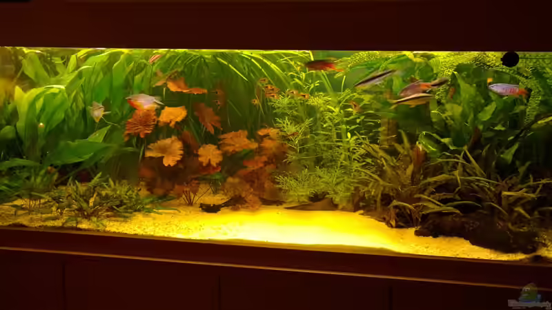 Aquarium Becken 29347 von Hans-Walter Bandt (14)