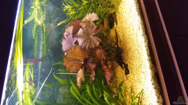 Aquarium Becken 29347 von Hans-Walter Bandt (16)