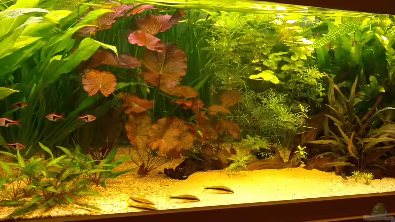 Aquarium Becken 29347 von Hans-Walter Bandt (6)