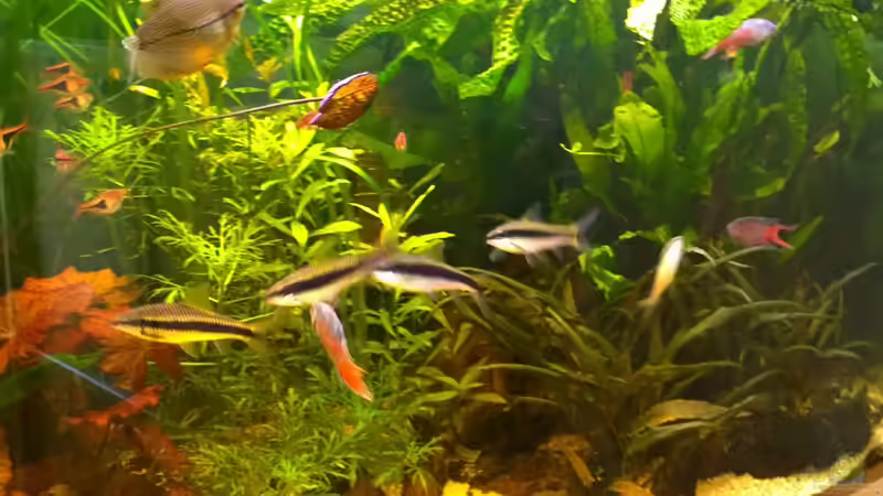 Aquarium Becken 29347 von Hans-Walter Bandt (7)