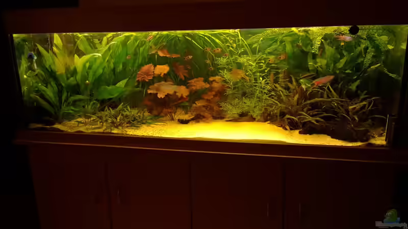 Aquarium Becken 29347 von Hans-Walter Bandt (9)