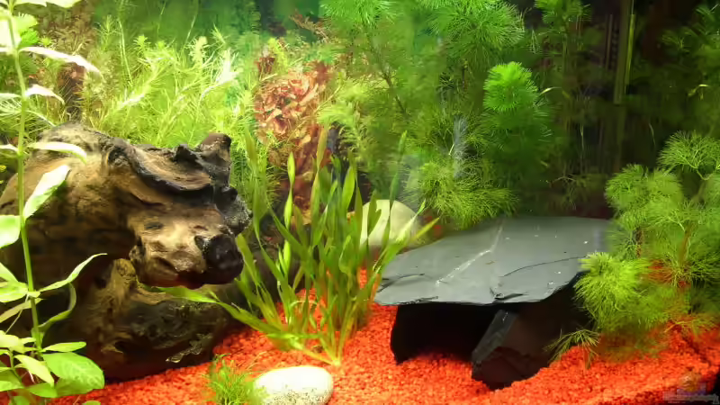 Aquarium Becken 2937 von Herbert Spiller (3)