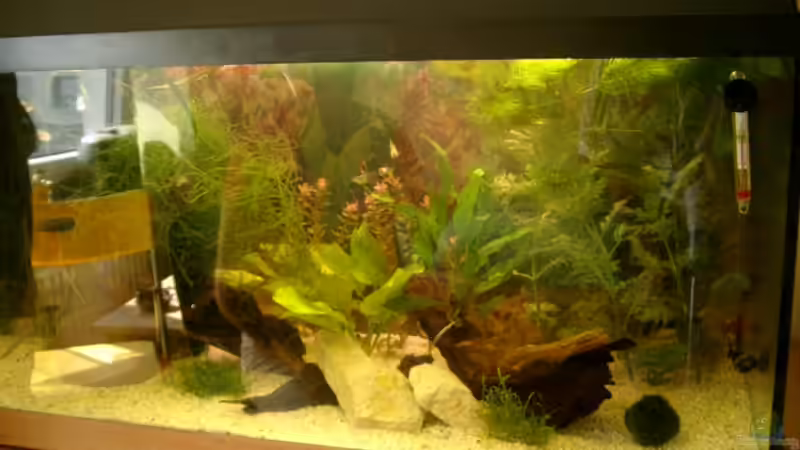 Aquarium Becken 2942 von Sharin Stamme (2)