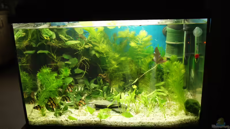 Aquarium Becken 29442 von geradom (3)