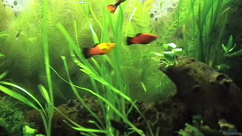 Aquarium Becken 2957 von Yasemin Ünsal (3)