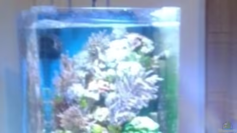 Aquarium Becken 29578 von Toni (2)