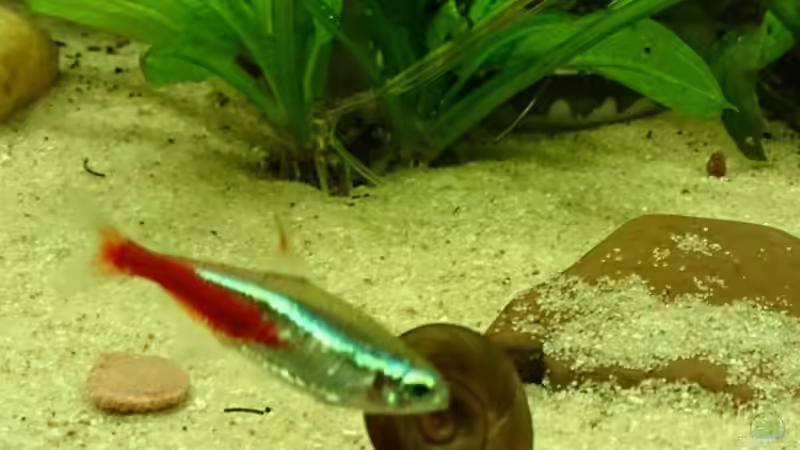 Aquarium Becken 29580 von Alexander Luft (10)