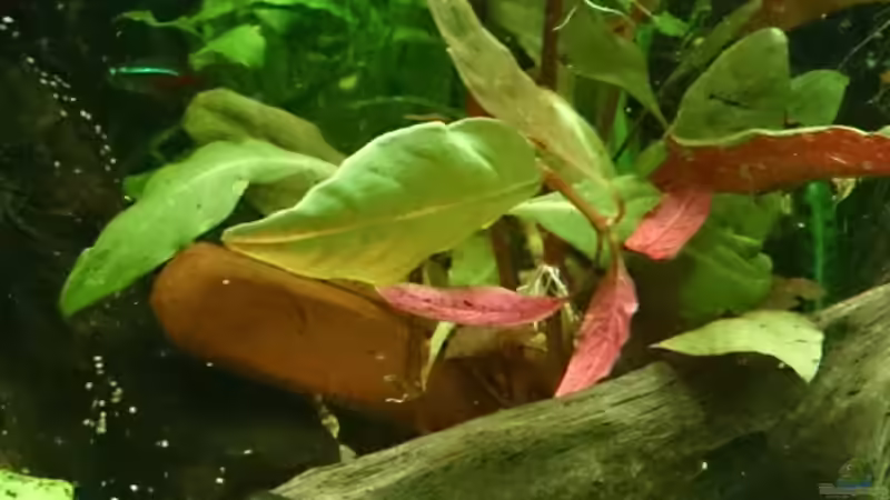 Aquarium Becken 29580 von Alexander Luft (11)