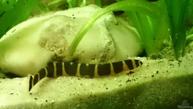 Aquarium Becken 29580 von Alexander Luft (12)