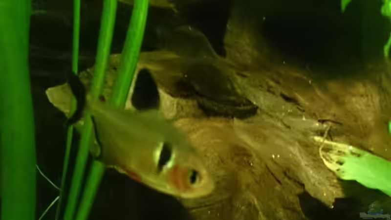 Aquarium Becken 29580 von Alexander Luft (13)