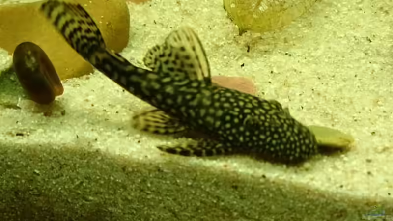 Aquarium Becken 29580 von Alexander Luft (14)