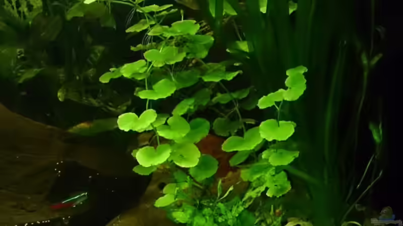 Aquarium Becken 29580 von Alexander Luft (15)