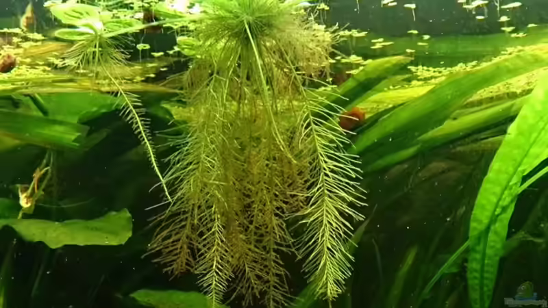 Aquarium Becken 29580 von Alexander Luft (17)