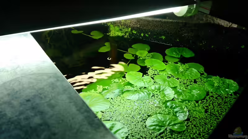 Aquarium Becken 29580 von Alexander Luft (18)