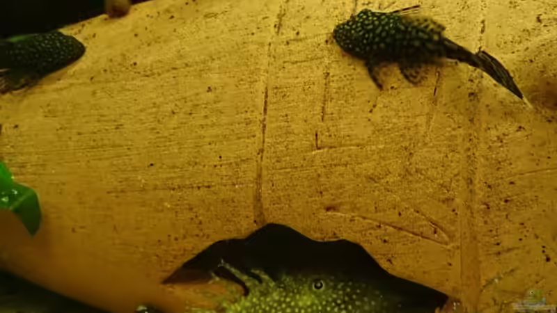 Aquarium Becken 29580 von Alexander Luft (3)