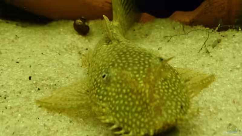 Aquarium Becken 29580 von Alexander Luft (4)