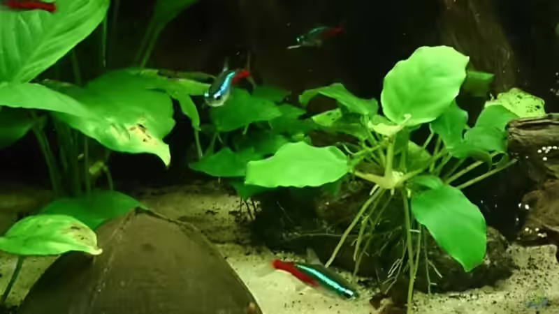 Aquarium Becken 29580 von Alexander Luft (5)