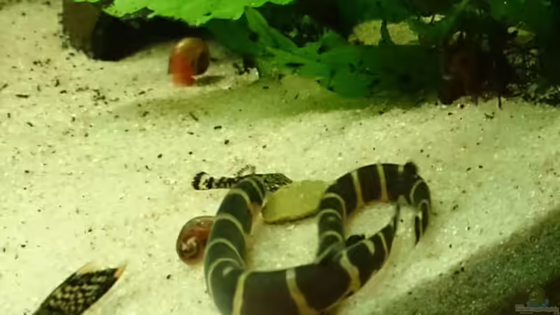 Aquarium Becken 29580 von Alexander Luft (6)