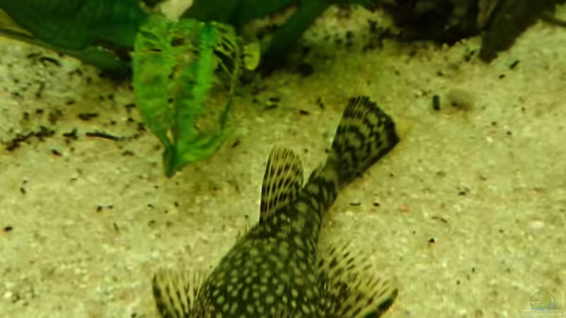 Aquarium Becken 29580 von Alexander Luft (8)