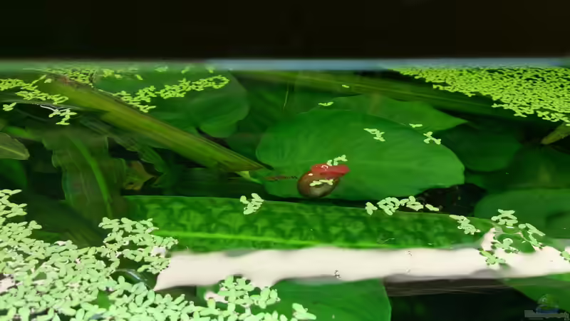 Aquarium Becken 29580 von Alexander Luft (9)