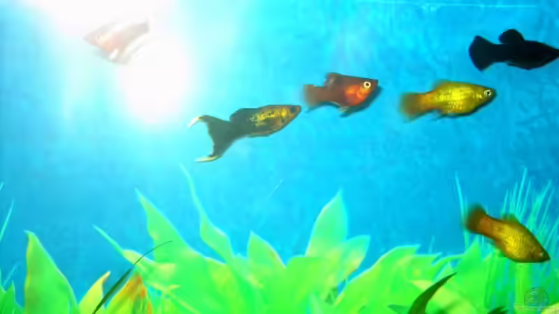 Aquarium Becken 2968 von Heiko Mietz (2)