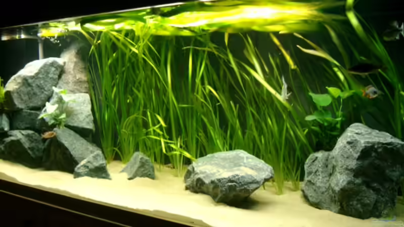 Aquarium Becken 2969 von Crenii (2)