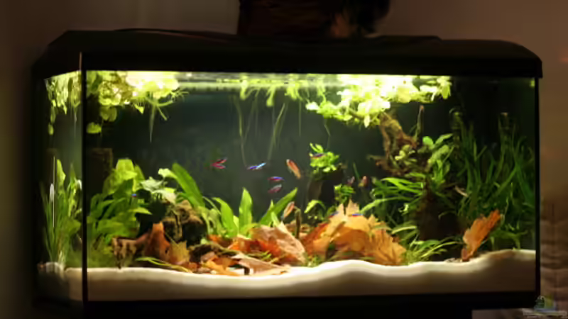 Aquarium Becken 29774 von Tadeus72 (2)