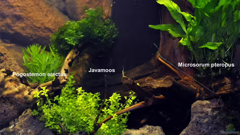 Aquarium Becken 29837 von Niederrain (2)