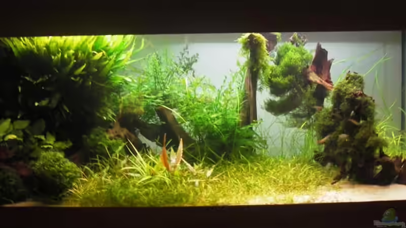 Aquarium Becken 300 von JMB (3)