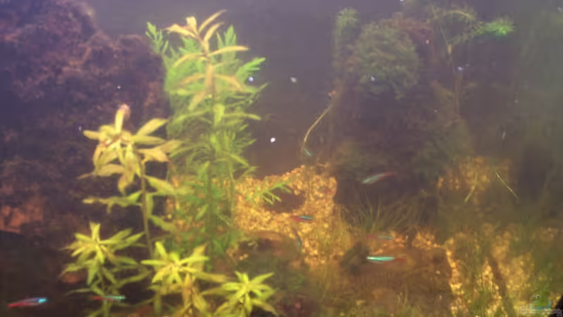 Aquarium Becken 30000 als Raumteiler von Jens J. (6)