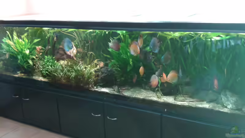 Aquarium Becken 30006 von Fischverrückt (6)