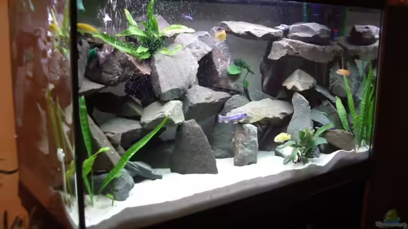 Aquarium Becken 3005 von Tobias Kluge (2)