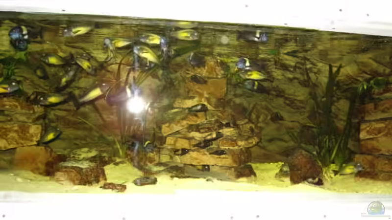 Aquarium Becken 3039 von Marcus Wesche (2)