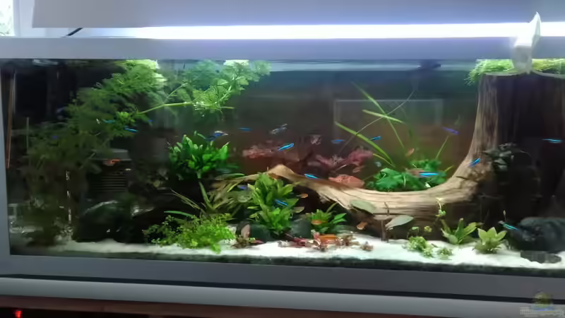 Aquarium Becken 30484 - Das Morgenbecken - von Grünhexe (11)