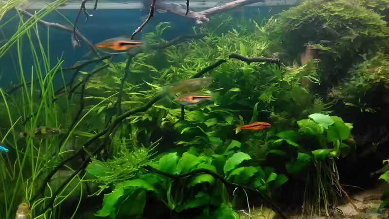 Aquarium Becken 30484 - Das Morgenbecken - von Grünhexe (33)